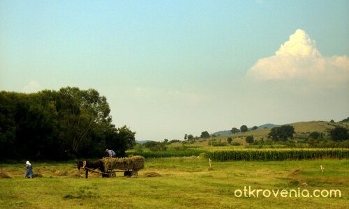 Старци на сенокос... (какво ли ще е след като си "отидете"?)