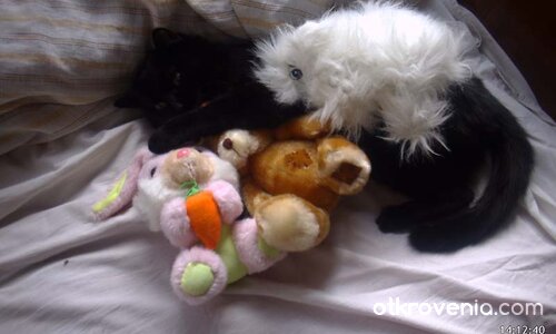 Котешка прегръдка