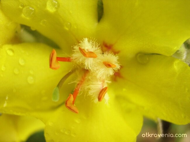 Под хижа Незабравка - цвят лопен... macro