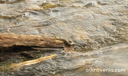 Изненадка в реката...