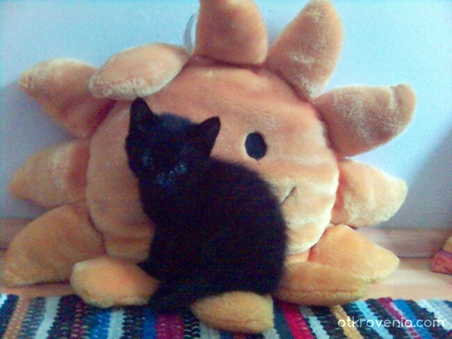 църна маца....жълто слънце