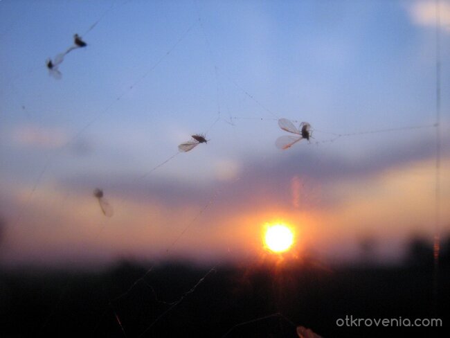 Животът на Еднодневката преключи със залеза...