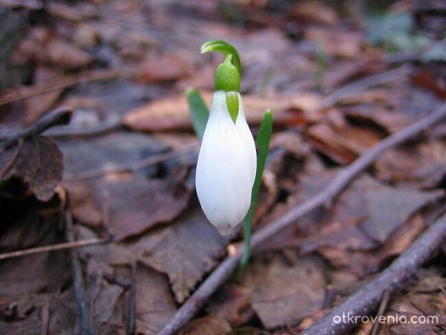 Най-смелото цвете...