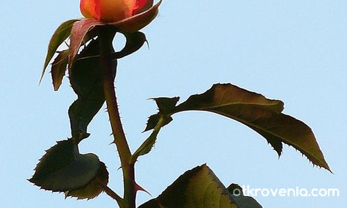 Една българска роза