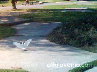 Белият гълъб