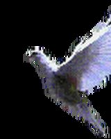 LYCKI (Росица)