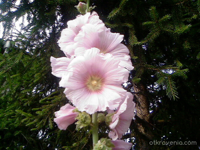 Розовко цветенце