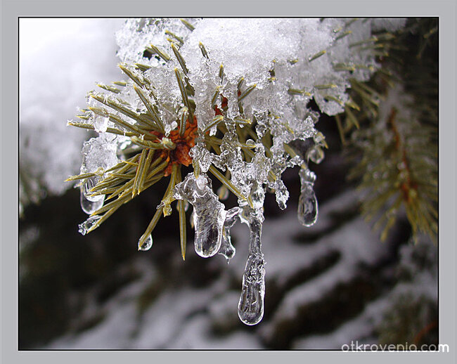 Студени сълзи