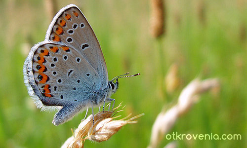 Пъстрата душа на лятото