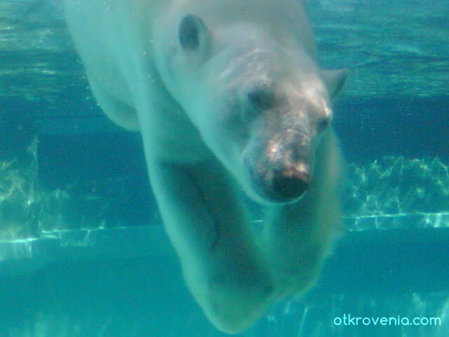 бяло мече в Линкълн Зоо