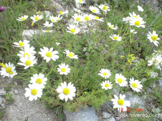 Бели цветенца 