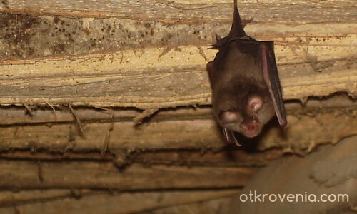 Пра-пра внукът на граф Дракула