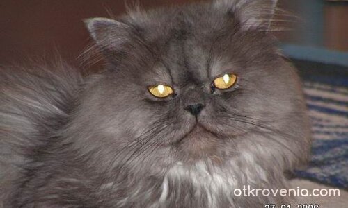 котешки очи