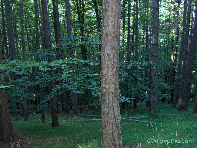 някъде из Велинград /пеизажи и елитни черборови насъждения/