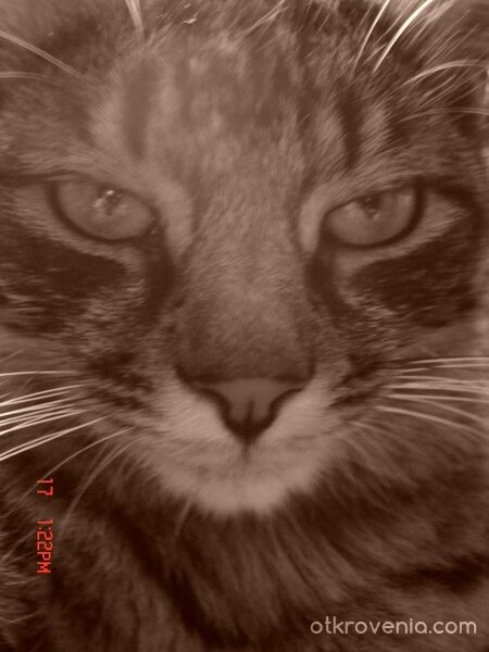 Ще ми паднете ...