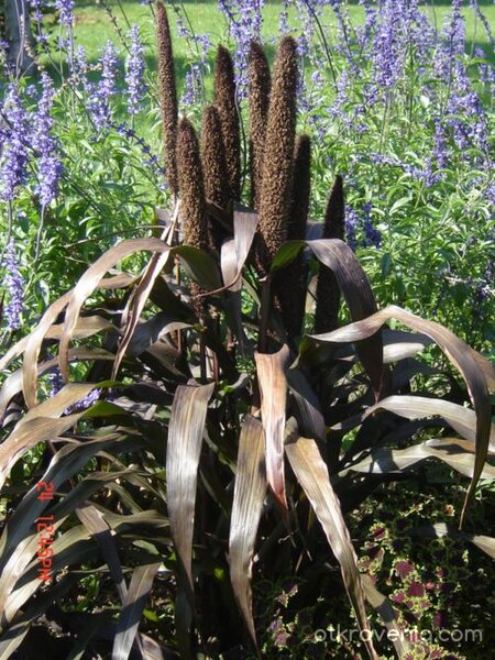 букет от Сентендре