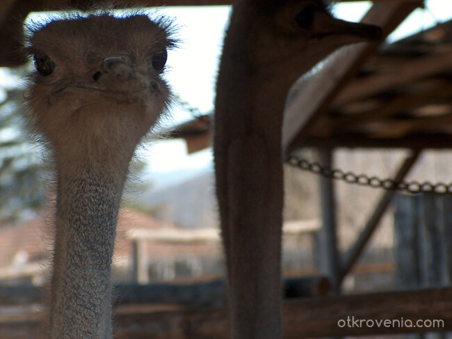 Мойте нови приятели