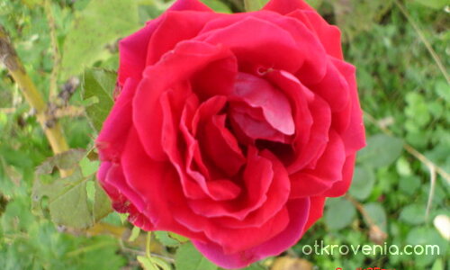 Червена роза