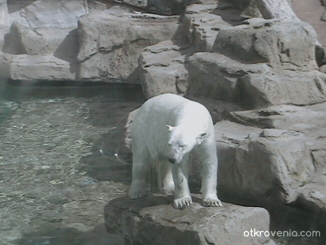 бяло мече в Линкълн Зоо