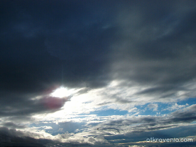 Птица,бягаща от бурята