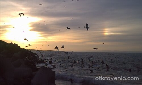 Нещо по Хичкок