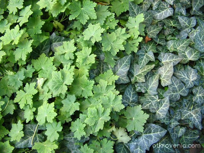 За здраве и сила