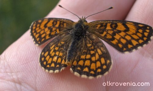 Пеперудка 2