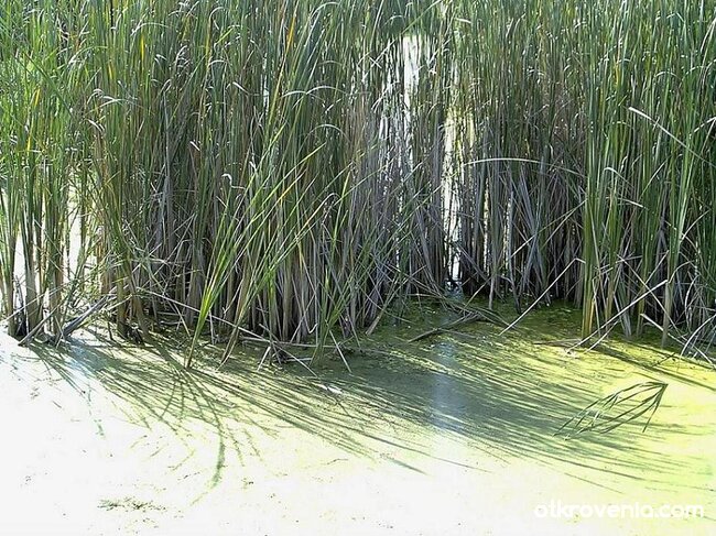 Слънчев лъч