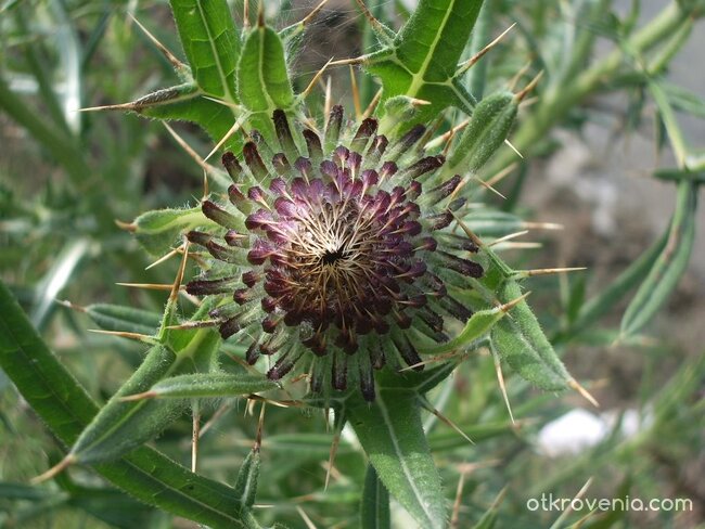 Погали ме!Моля те!