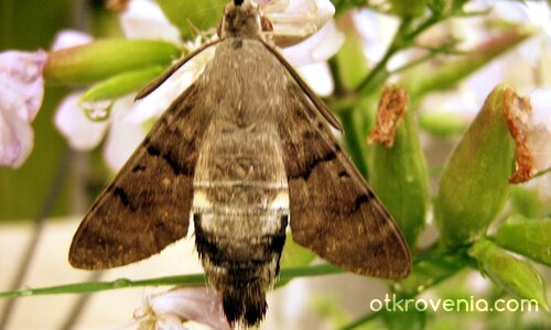 Привечер... след душа:) (леко поомокрена)