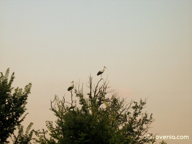 Три млади щърка...