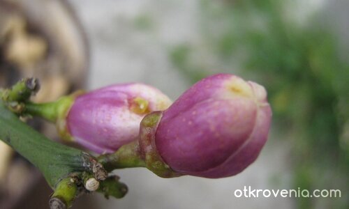 Къде отиваш после, цвят лилав?