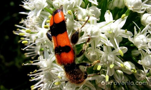 ...да похапнем лучени цветчета...