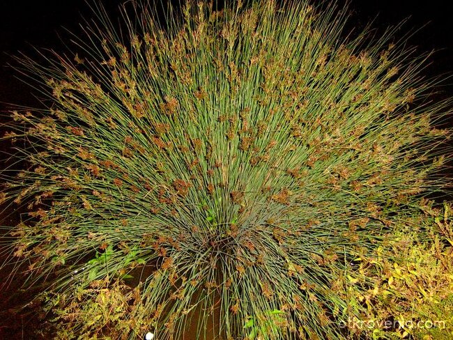 Привечер край езерцето, щъркел, плъхчета и жаби...