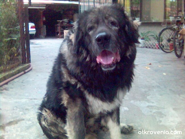 Мързи ме да лая