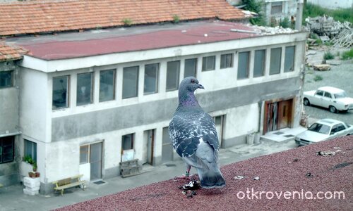 Идваш ли с мен?