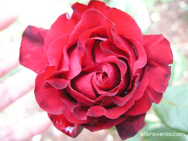 роза и сълзи