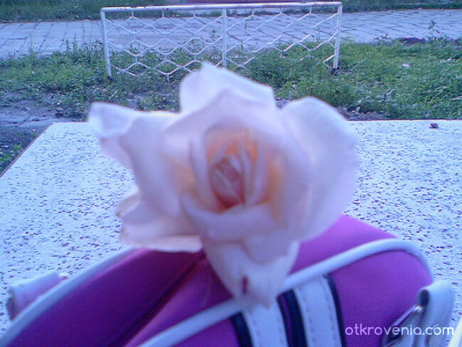 Ухаеща роза