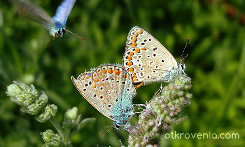 Трима са много
