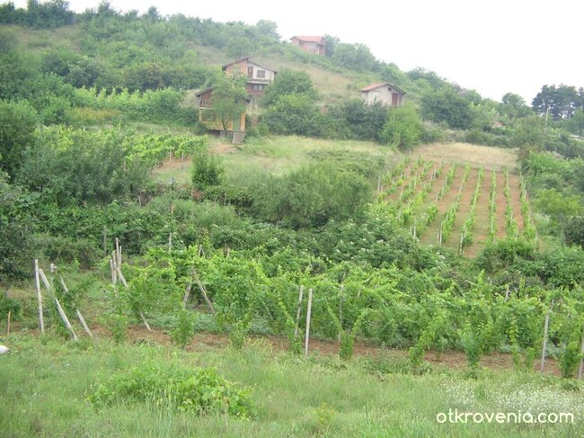 Колко ли вино ще се лей?