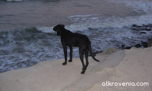 Да посрещнеш залеза сам