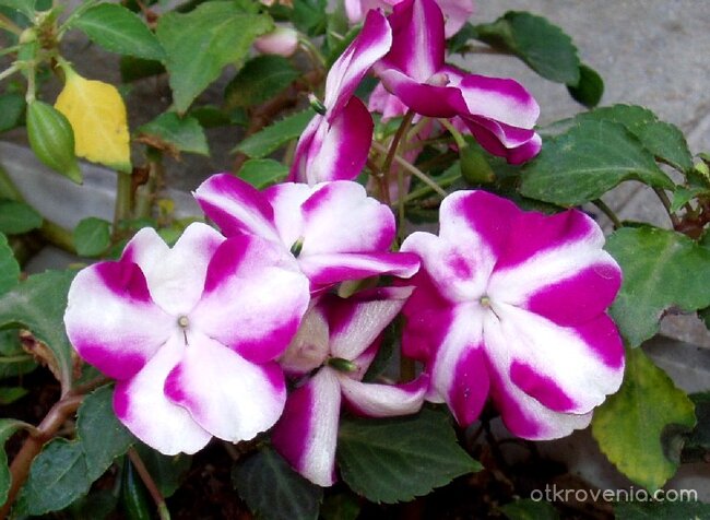 Циганско лято...