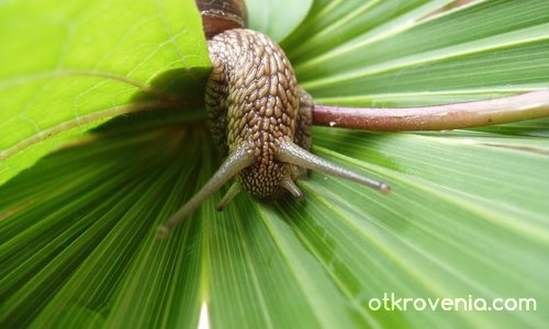 Хооооооооооп