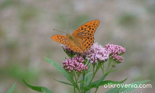 "Щрак Марийке на портрет"