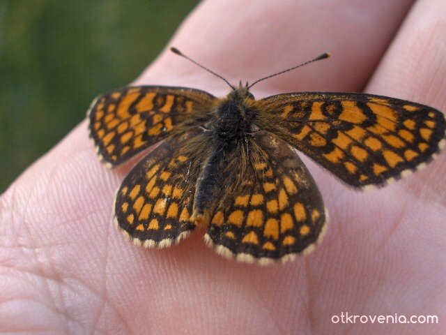 Пеперудка 2