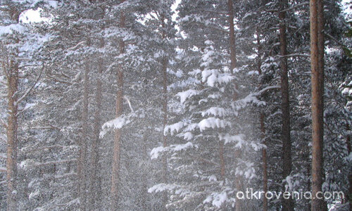 Снежен прашец