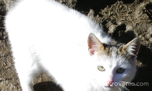 Кажи ми нещо