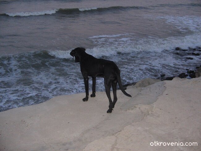Да посрещнеш залеза сам