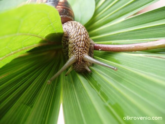 Хооооооооооп