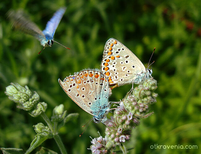 Трима са много